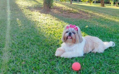 Top 4 passeios para realizar com Pet em Brotas